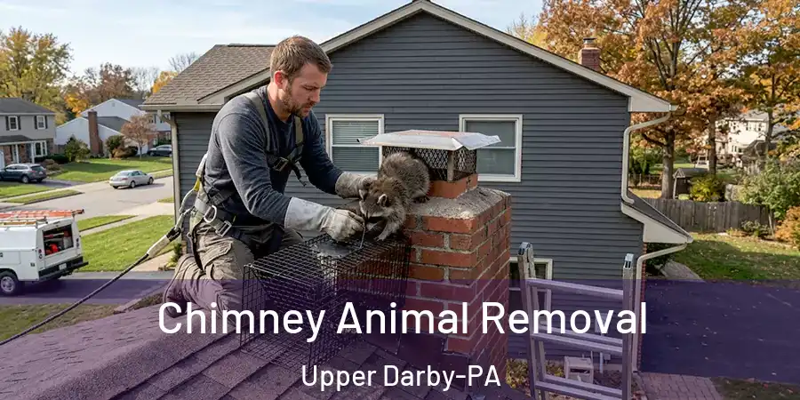 Chimney Animal Removal Upper Darby-PA